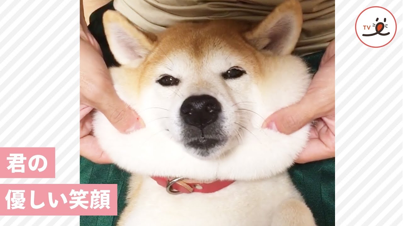 元保護犬おさめちゃんが笑顔を取り戻すための物語 Peco Tv Youtube