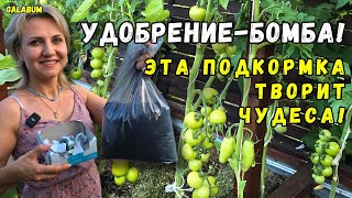 ПОДКАРМЛИВАЮ Огурцы и Помидоры Колорийной бомбой / Собираю богатый урожай лука и чеснока. @galabum