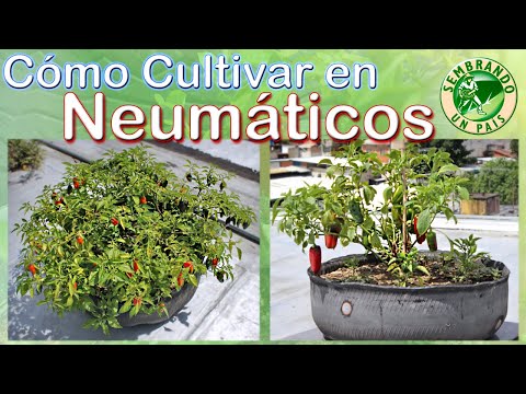 Video: Cultivo de hortalizas en neumáticos: ¿es seguro cultivar alimentos en neumáticos?