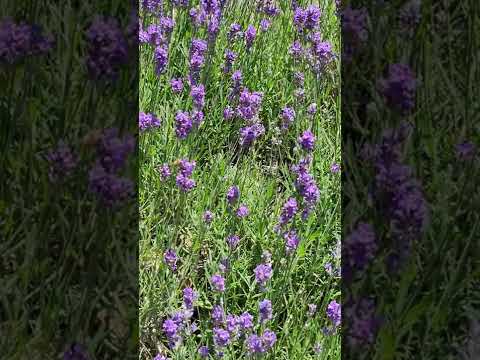 Lavender blooms at the garden of Tower of London #flowers #shorts