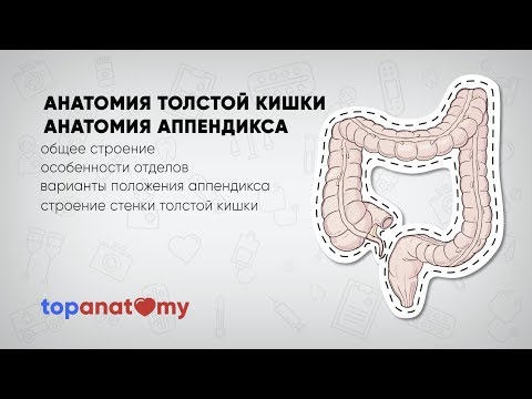 Видео: Анатомия прямой кишки, схема и функции - Карты тела