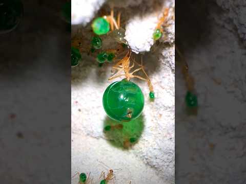 Video: Zijn groene mieren groen?