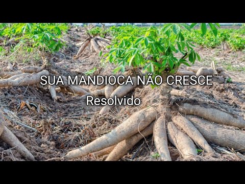 Vídeo: O que é uma mandioca anã - como cultivar uma planta anã de mandioca