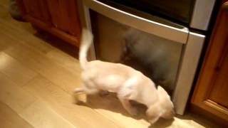 Retarded dog bark