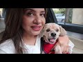 My 16 years Old Super Active Dog | Coco's Outing |  Ss vlogs :-)