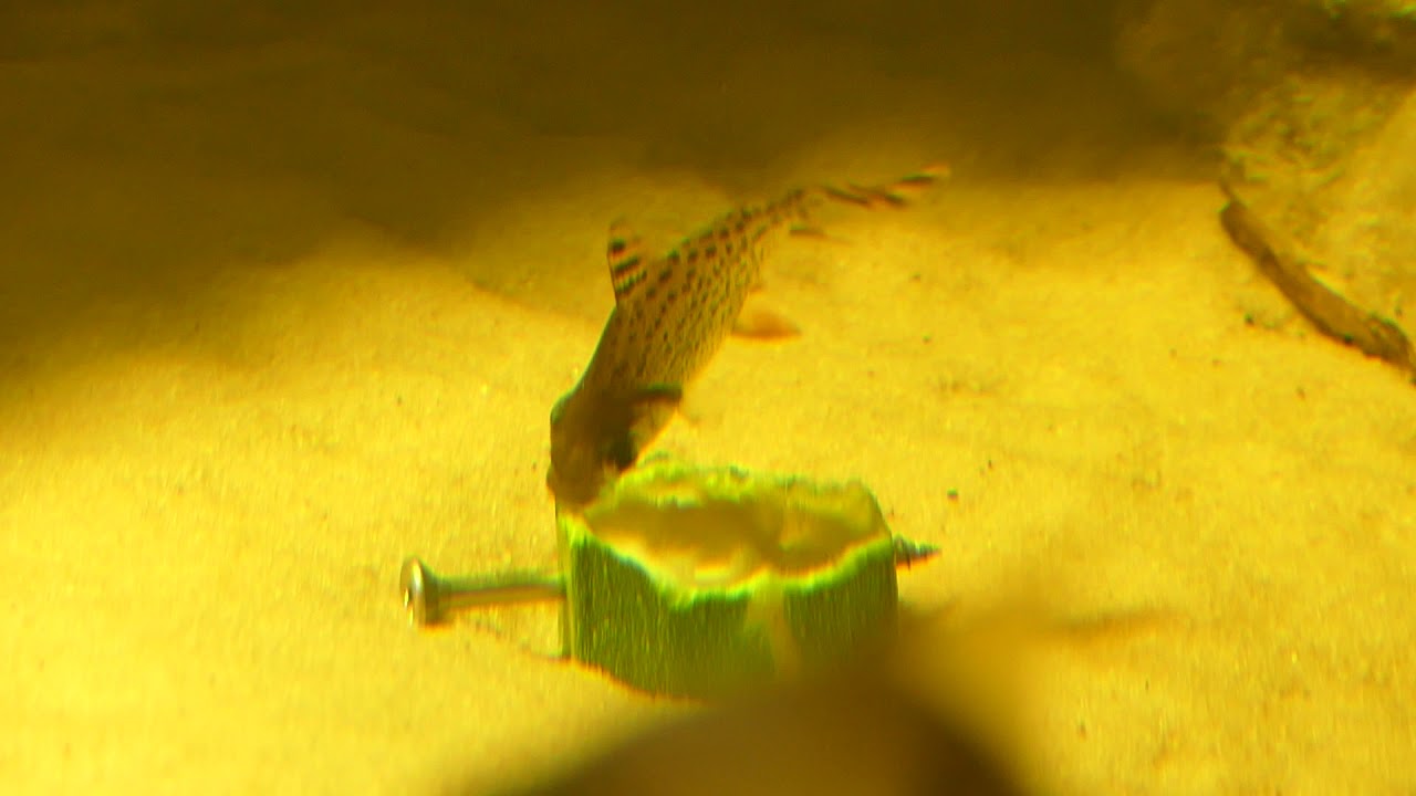 Semaprochilodus taeniurus et sa courgette