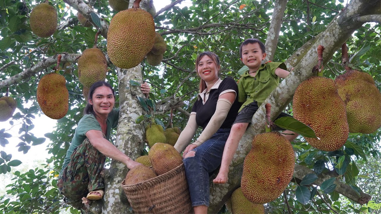 Harvesting, tough jackfruit, selling at market, farm life, SURVIVAL ALONE