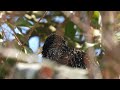 Star Gesang und Imitationen anderer Vögel (Sturnus vulgaris)