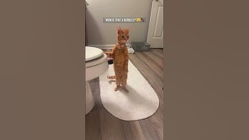 My cat is introvert 🤦‍♀️😹#shorts #animals #funny