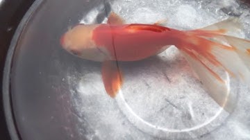 Cá Vàng 4 Đuôi - Cá Cảnh bác Hường