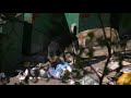Драка бездомных собак #Сегежа #Карелия #Собаки Бумажников улица СегежскиеБудни