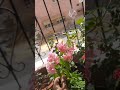 Beautiful rose🌹🌹 🧿🧿| Natural flowers#shorts#mygarden#shortsfeed#subscribe