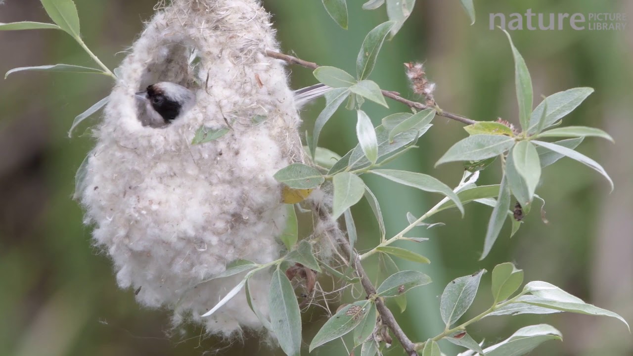 footage of chernobyl Penduline tit building a nest