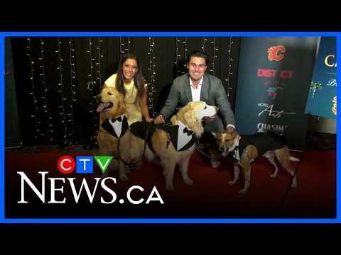 Paws for mental health