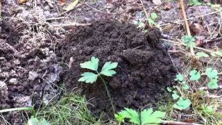 Mole Mound Eruption