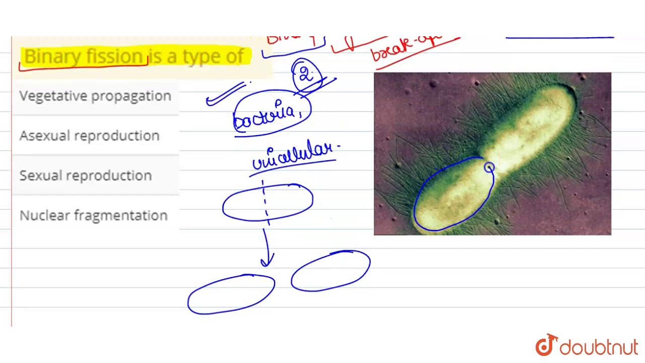 fission meaning