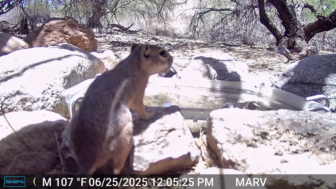 Harris's Antelope squirrel