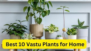 Best 10 Vastu Plants for Home || #indoorplants #lucky #plants by nsfarmhouse 48 views 6 months ago 3 minutes, 59 seconds