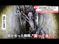 【新作】危険生物にまつわるニュースがツッコミどころ満載だったwwwwww 【なろ屋】【ツッコミ】