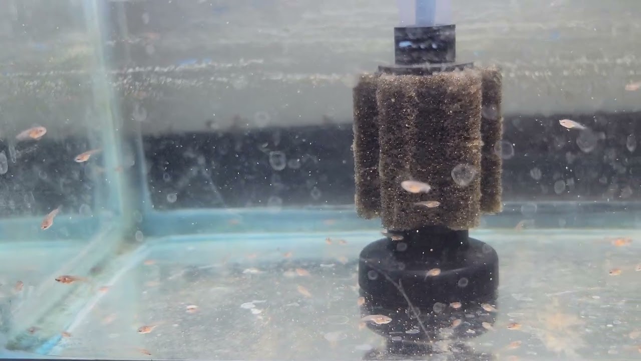 Pure Thai × Malay Fighter Plakat batch 3 weeks