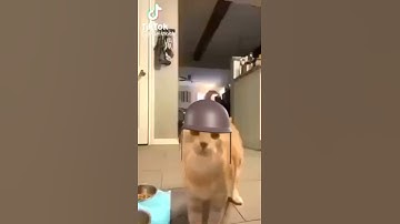 Thumbnail of cat rocket jump