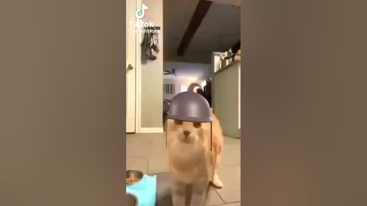 cat rocket jump