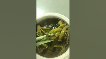 PORK SOUPS WITH WATER SPINACH#shortvideo#foodlover#youtubeshorts@cherrymukbangasmr