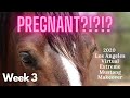 My makeover mare is pregnant!?!?!? Week 3 Summary 2020 Los Angeles Virtual Extreme Mustang Makeover