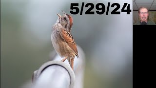 [90] Red-headed Woodpecker, Swamp Sparrow, Helicopter at the Braddock Bay Hawk Watch, 5/29/24