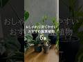 【初心者おすすめ】おしゃれで育てやすい定番観葉植物5選 #shorts #観葉植物のある暮らし #インテリアグリーン