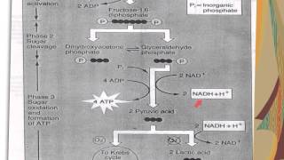 cell respiration part 1: Glycolysis