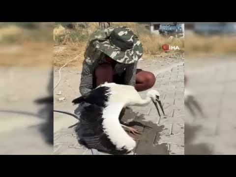 Adıyaman’da sıcaktan bayılan leyleği köylüler kurtardı
