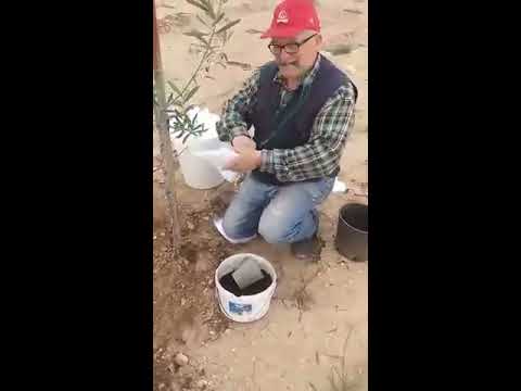 Piantare alberi di ulivo nel nordbarese con uso di mototrivella
