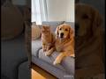 What Pets Really Think About Their Owner 🐱🐶 (Unexpected Ending) #storytelling