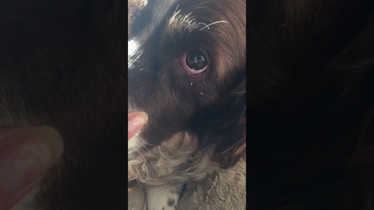 Can Vestibular Disease Kill Dogs