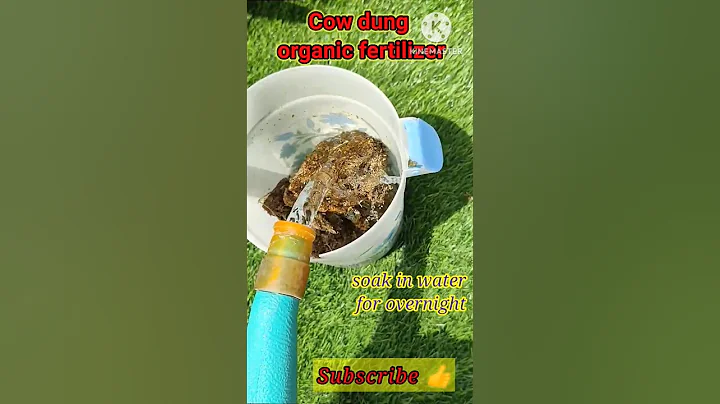 Cow dung organic fertilizer for flowering plants
