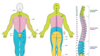 Dermatomes Explained | Easy Visual Guide for Students & Beginners