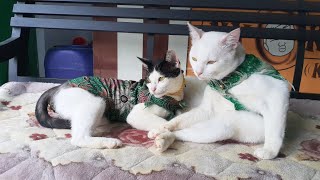 Kasihsayang induk dan Anak kucing, Cute Cats