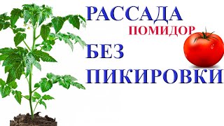 Рассада помидор без пикировки