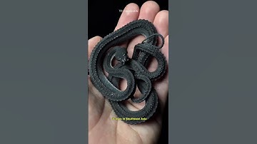 the real dragon - xenodermus javanicus #shorts #viral #shortvideo #viralvideo #fyp