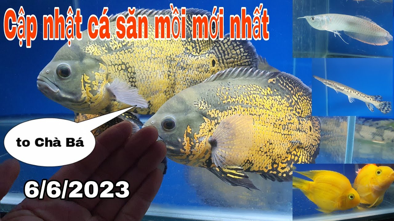 LÊN CÁ SĂN MỒI,CÁ RỒNG, TAI TƯỢNG CHÂU PHI, HỒNG KÉT, XẤU HOẢ TIỄN, CỬU ...