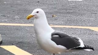 seegull eating biscuit by Our Lovely World 68 views 1 day ago 1 minute, 50 seconds