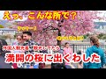 3/6(金)外国人観光客、観光してたら満開の桜に出くわした!【鴨川三条大橋のたもとで満開に咲く河津桜】
