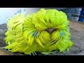 7 Papagaios Exóticos Que São Únicos No Mundo