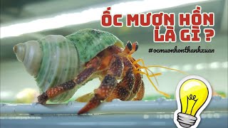 Ốc Mượn Hồn là gì | Cấu tạo của Ốc Mượn Hồn | Ốc Mượn Hồn Thanh Xuân #shorts