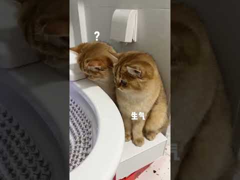 【牛奶是只猫】看你们还怎么喝🚽水！！！！！#金渐层 #家有傻猫