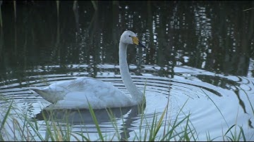 映画『私は白鳥』予告編