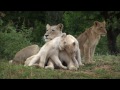 International geographic the rare and exotic animals   documentary