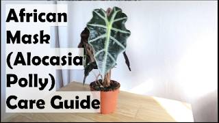African Mask Plant Care Guide 🌿 Alocasia Polly Indoor Plant Tips