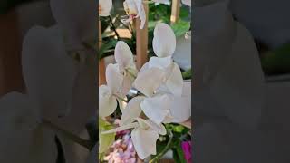 Пусть ваши дни будут такими же светлыми и красочными #orchid #shorts #орхидеи #phalaenopsis #полив